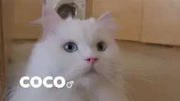 cocod